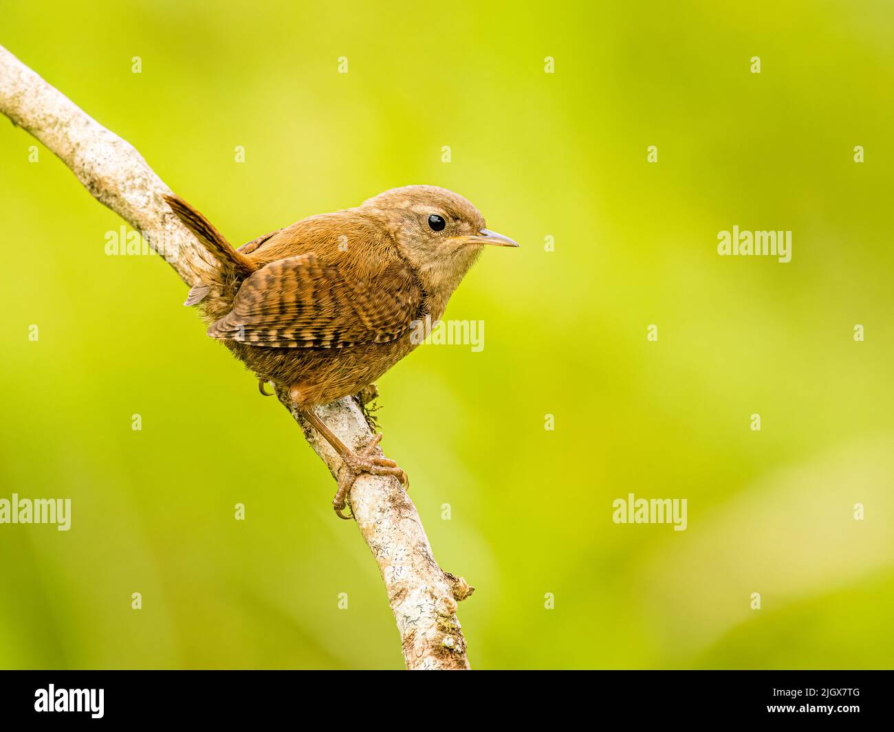 Wren fourragent en été au milieu du pays de Galles Banque D'Images