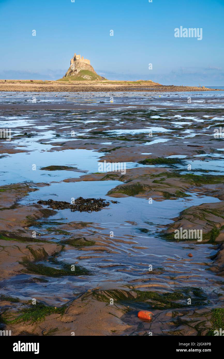 Château de Lindisfarne à marée basse, Île Sainte, Northumberland, Angleterre, Royaume-Uni, Europe Banque D'Images