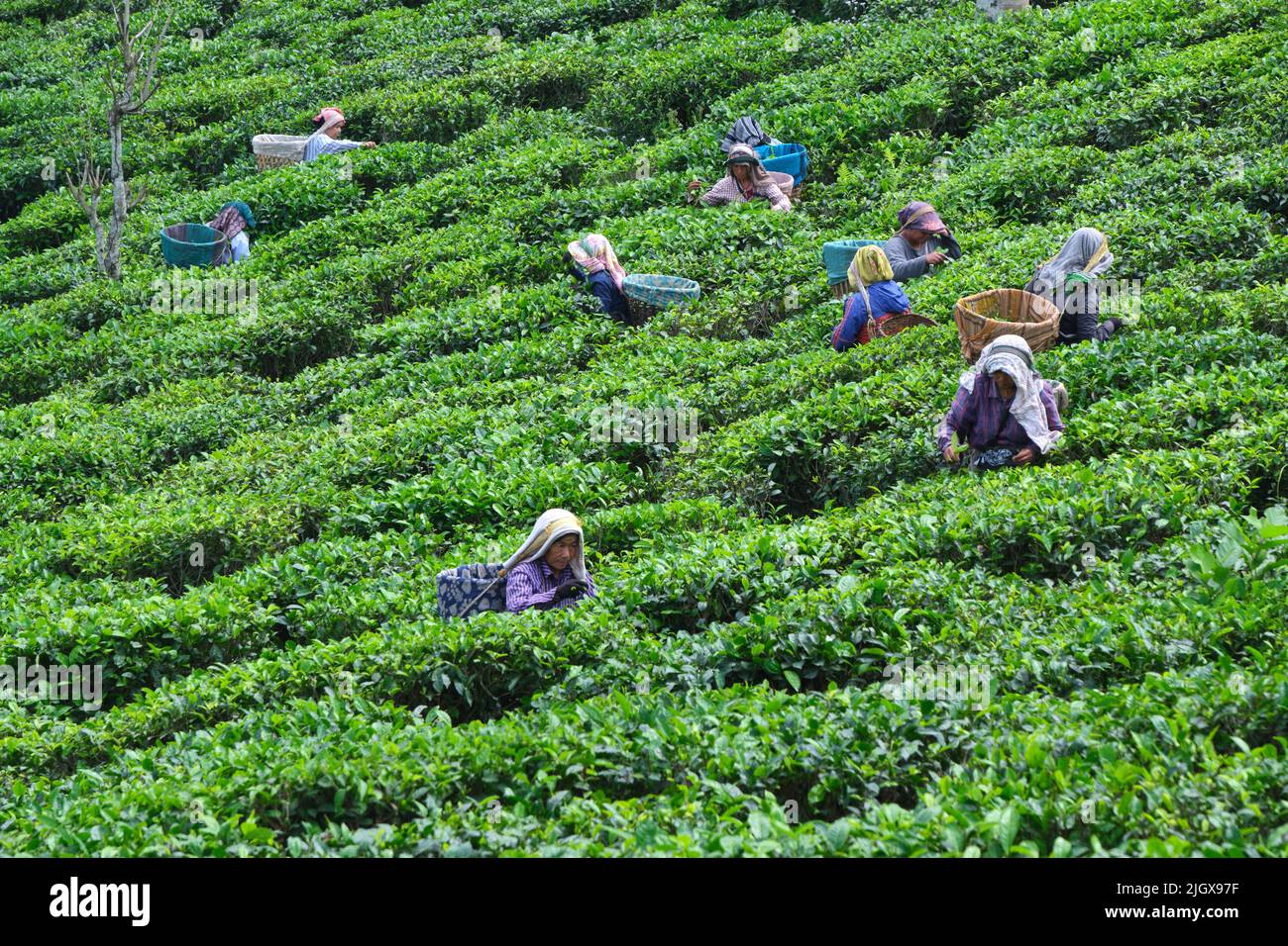 DARJEELING, INDE, - 23 juin, 2022 récolte, femmes rurales ouvriers en pinclage des pousses de thé tendre dans les jardins de Darjeeling, l'un des meilleurs thé de qualité dans Banque D'Images