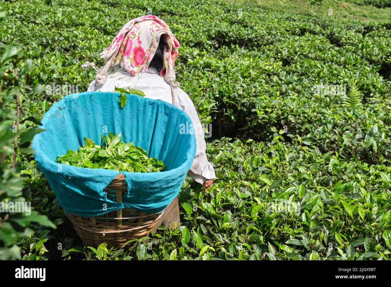 DARJEELING, INDE, - 23 juin, 2022 récolte, femmes rurales ouvriers en pinclage des pousses de thé tendre dans les jardins de Darjeeling, l'un des meilleurs thé de qualité dans Banque D'Images