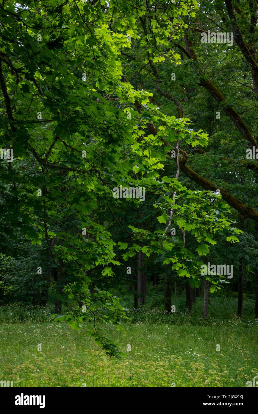 forêt verte d'été avec feuilles humides et pierres couvertes de mousse avec feuillage vert Banque D'Images