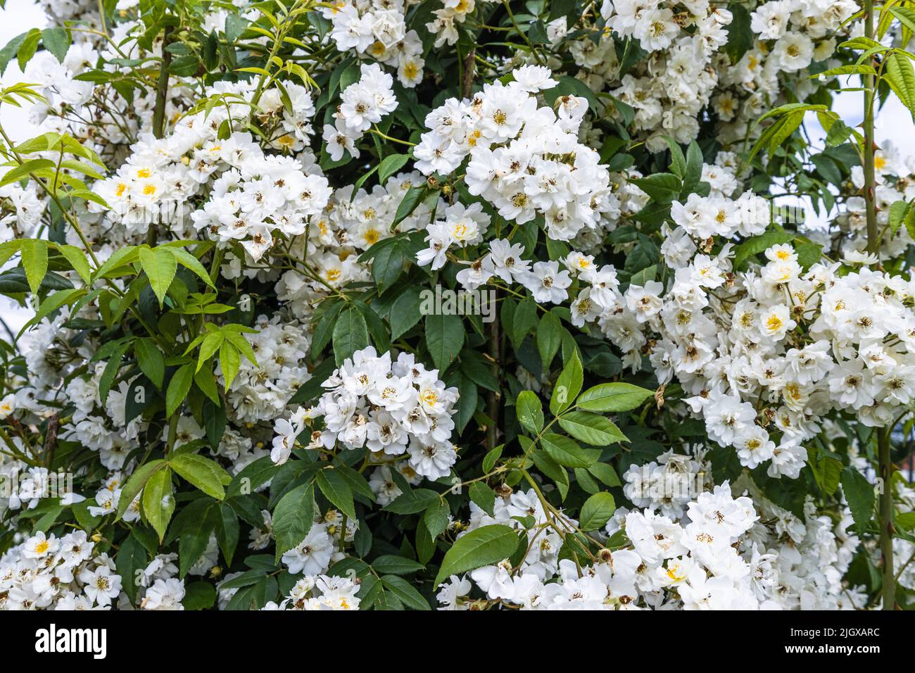 Rose grimpant fleurs de mouette fleurissent dans le jardin d'été Banque D'Images