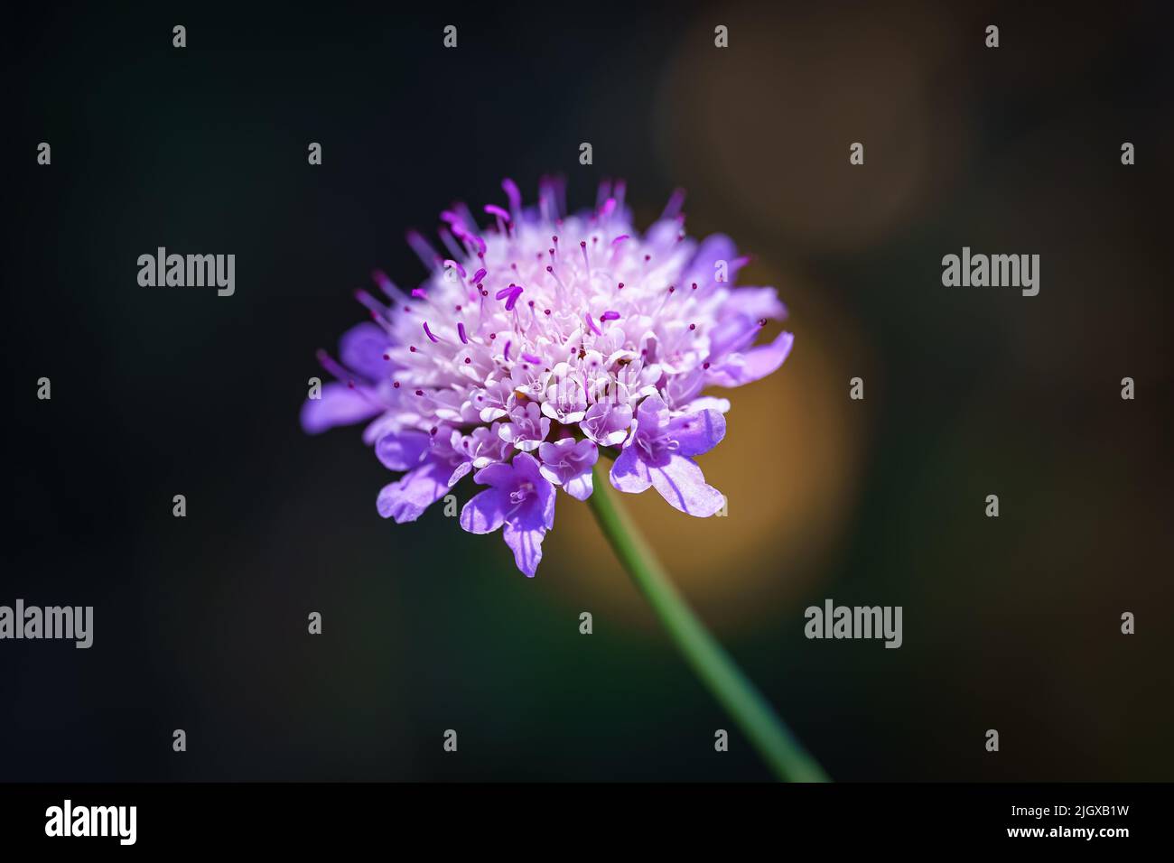 Petite fleur de tons délicats sur fond vert, photo macro avec fond sombre Banque D'Images
