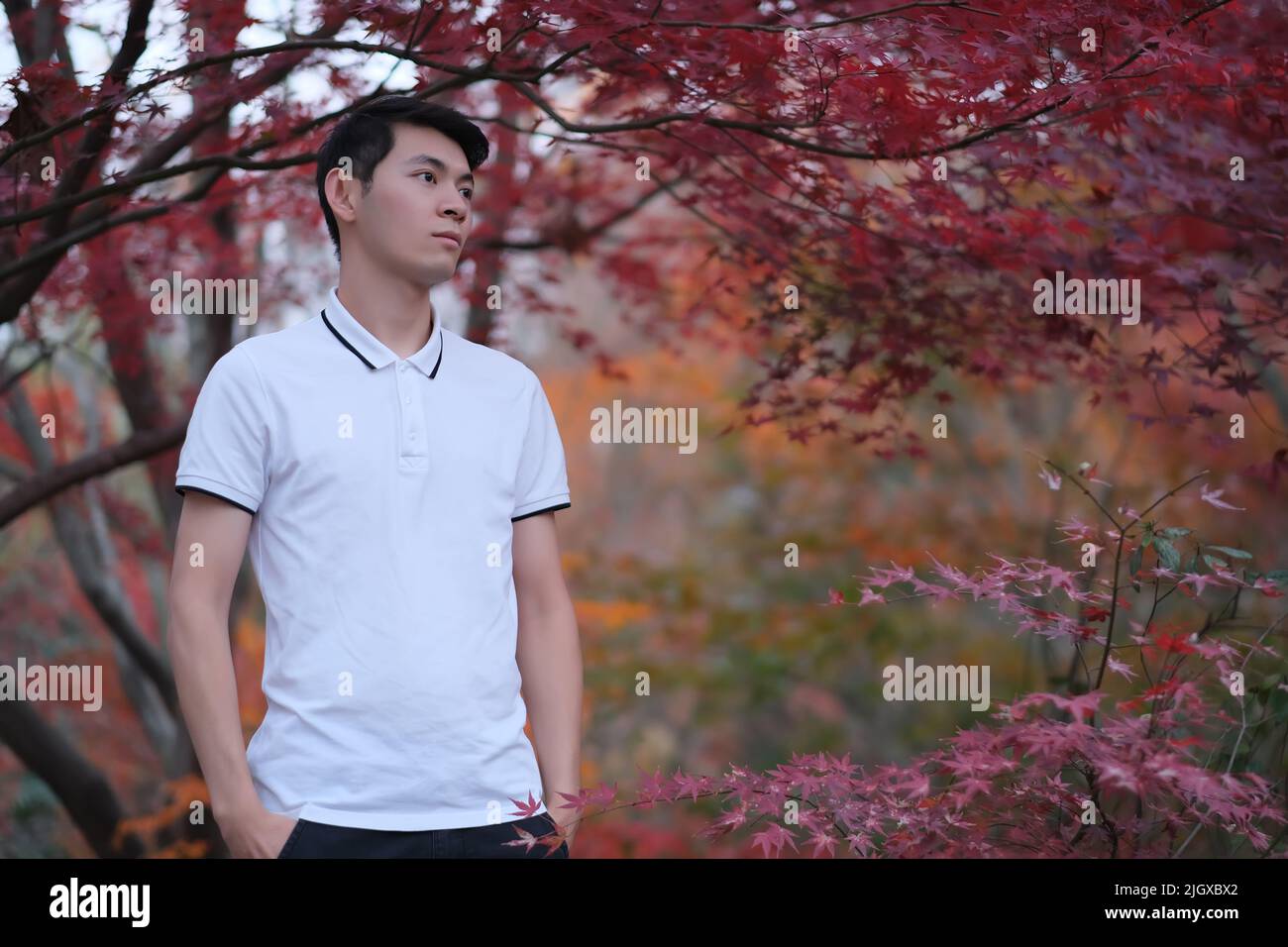 Un beau jeune homme chinois en polo blanc qui regarde loin sous l'érable rouge Banque D'Images