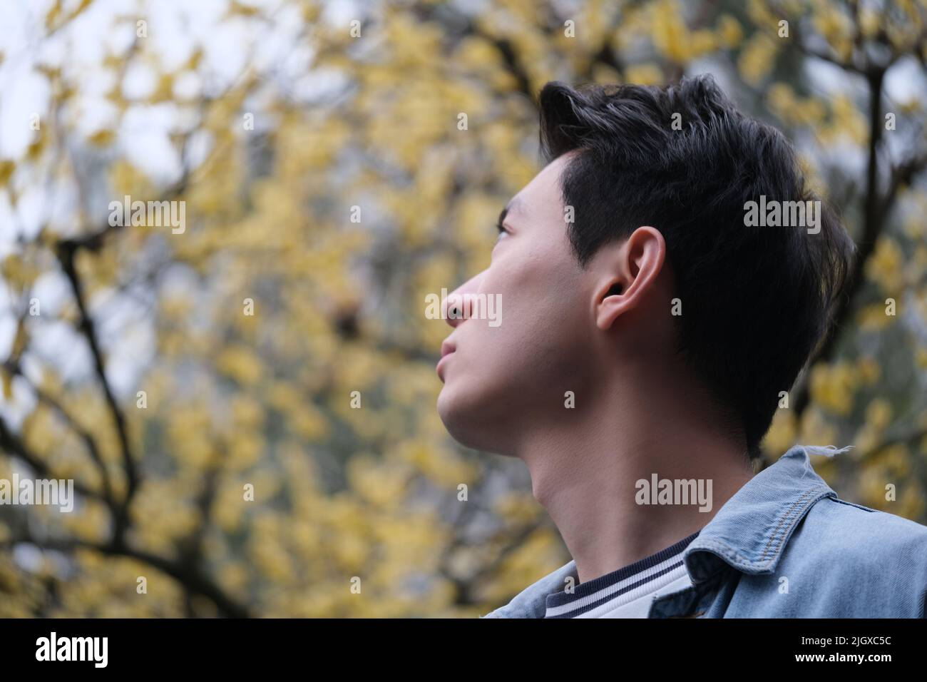 Vue en contre-plongée d'un beau jeune asiatique, regardez vers le haut un arbre de fleurs de prune jaune flou Banque D'Images