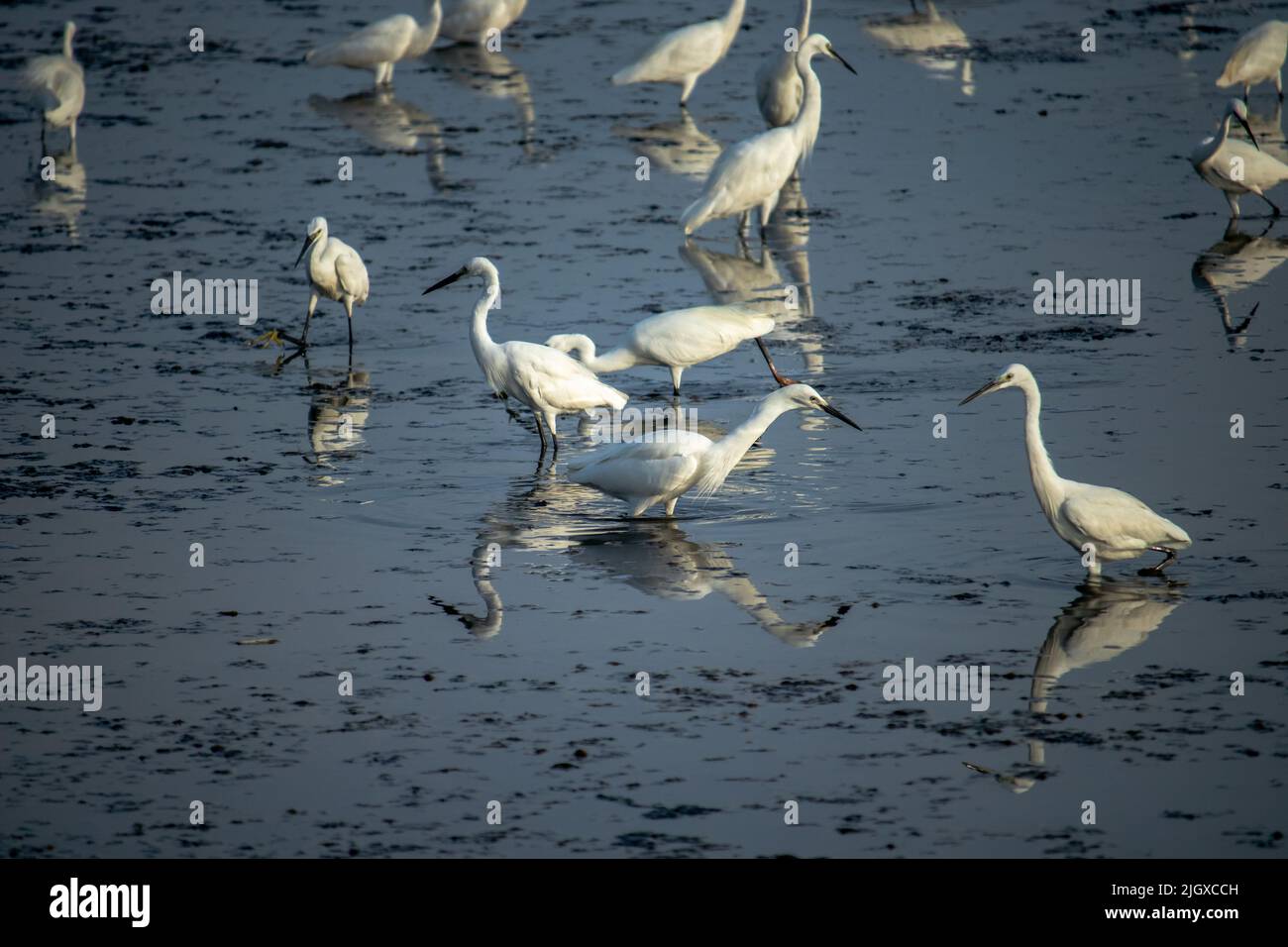 L'aigrette blanche est à la recherche de nourriture. Banque D'Images