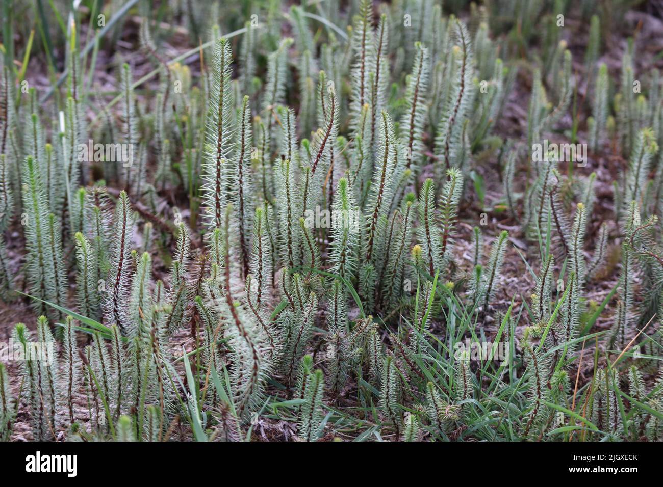 Queue de mares commune au fond d'un lac séché Banque D'Images