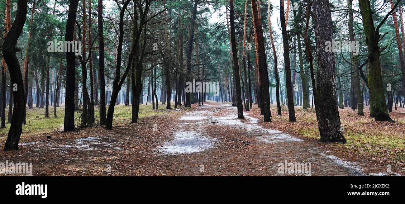 Allée de terre - chemin dans la forêt d'hiver Banque D'Images