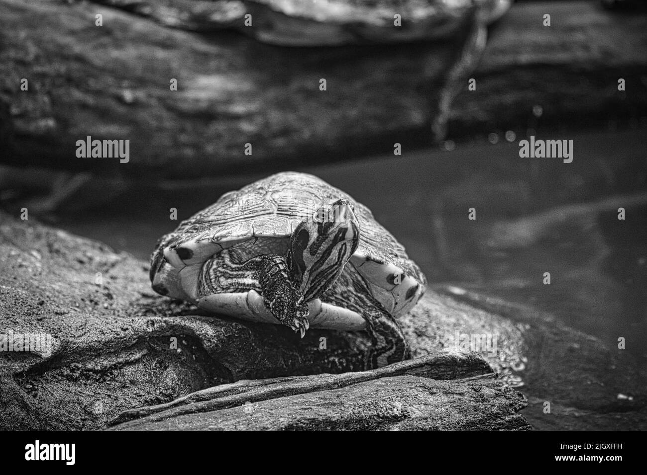Tortue joyeuse à joues jaunes sur un rocher sur terre. La tortue est un animal de compagnie populaire. Photo d'animal Banque D'Images