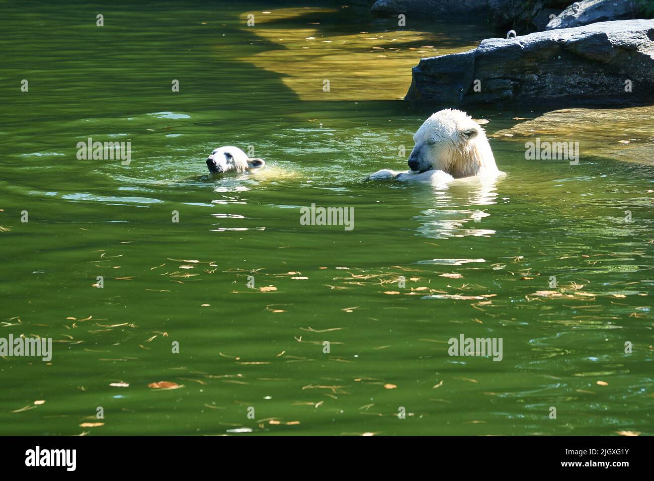 Mère d'ours polaire jouant avec l'ours polaire cub dans l'eau. Fourrure blanche du grand prédateur. Photo d'animal de mammifère Banque D'Images