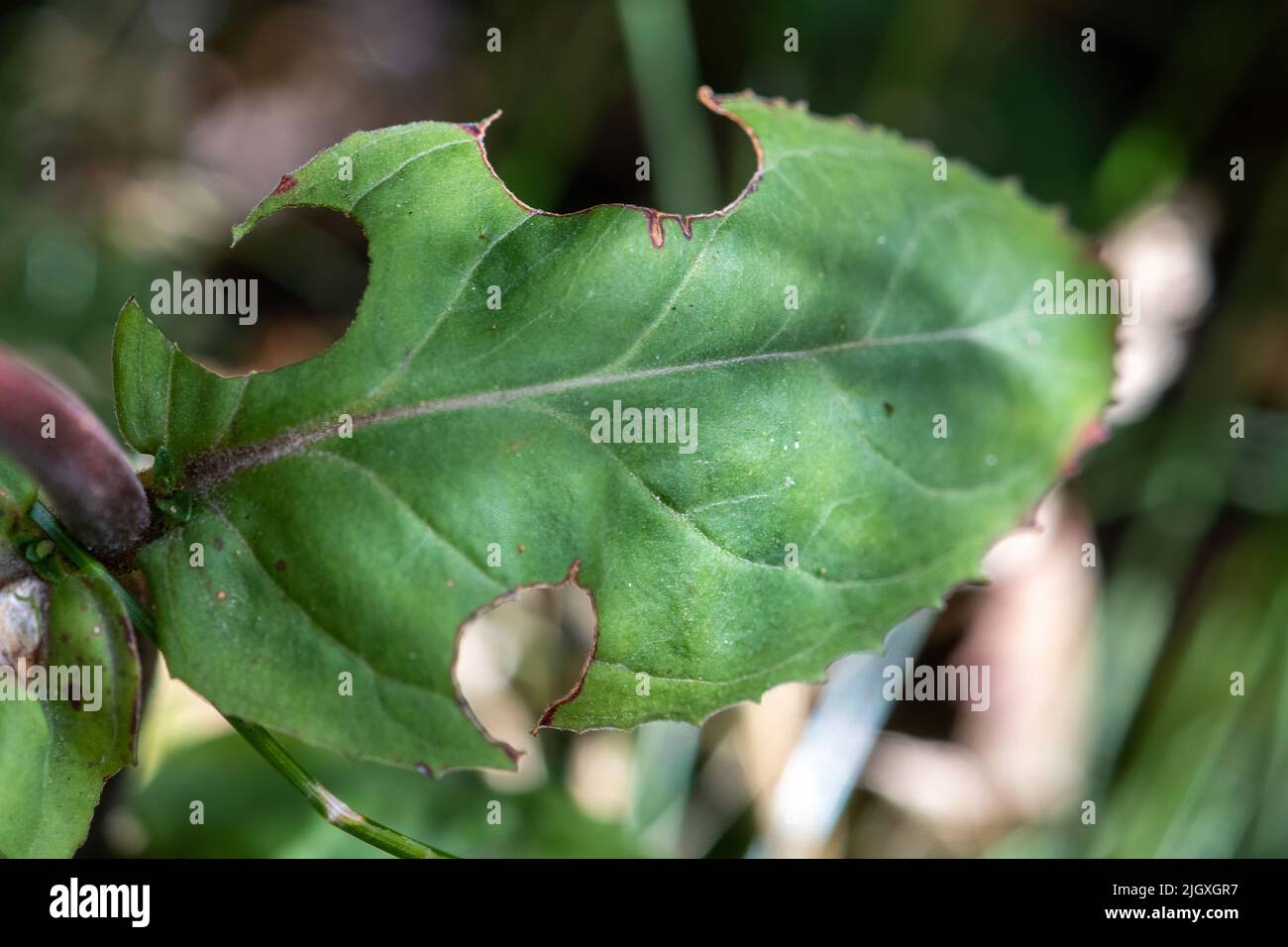 Une feuille verte (willowherb) avec des sections coupées par une abeille à feuilles (panneaux d'abeille à feuilles) pendant l'été, Angleterre, Royaume-Uni Banque D'Images