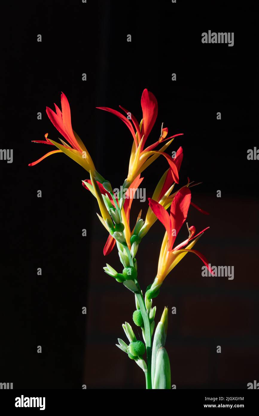 photographie de plantes colorées et macro avec des feuilles colorées Banque D'Images