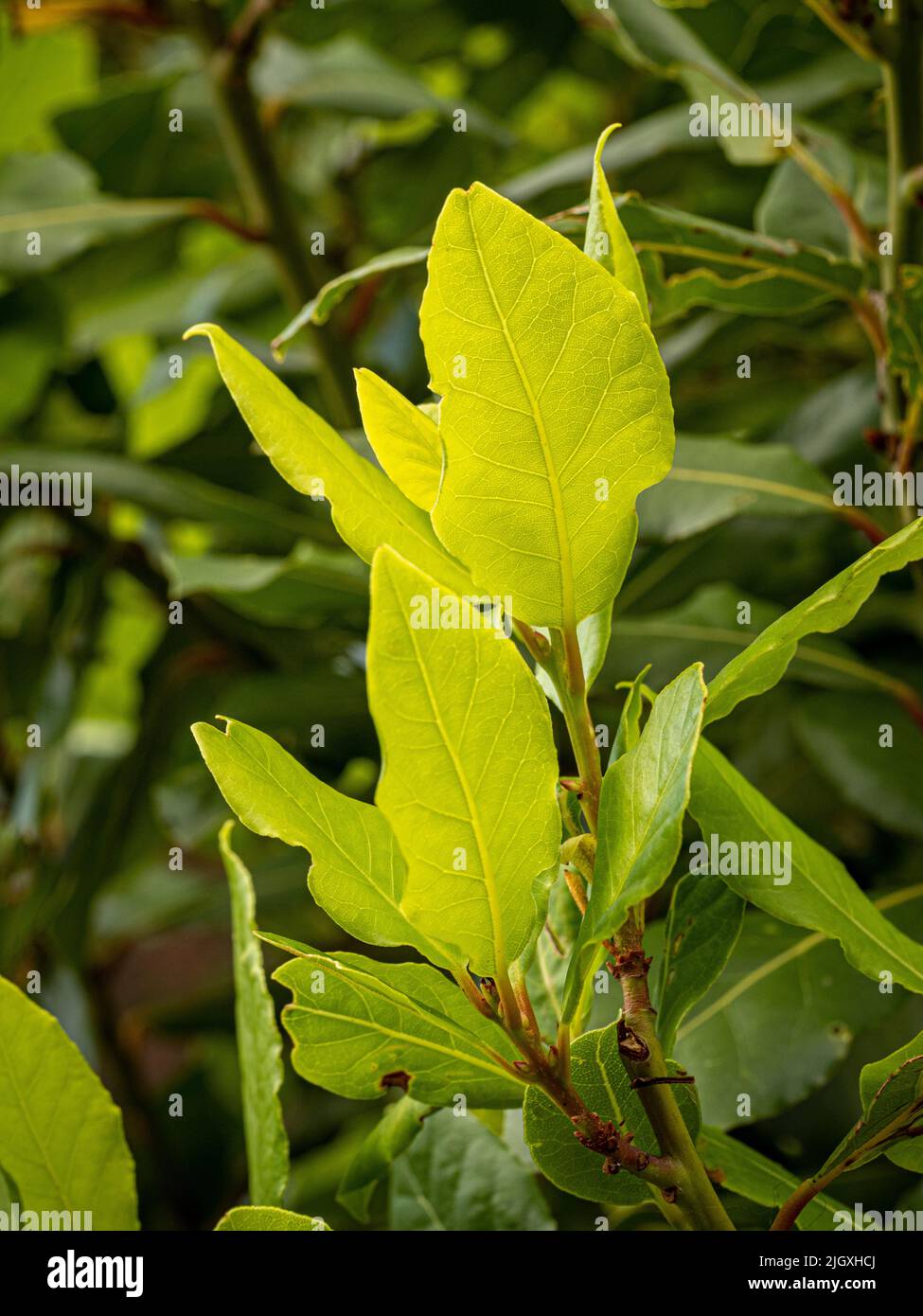 Les feuilles de Laurus nobilis rétroéclairées, communément appelées Bay grandir dans un jardin. Banque D'Images