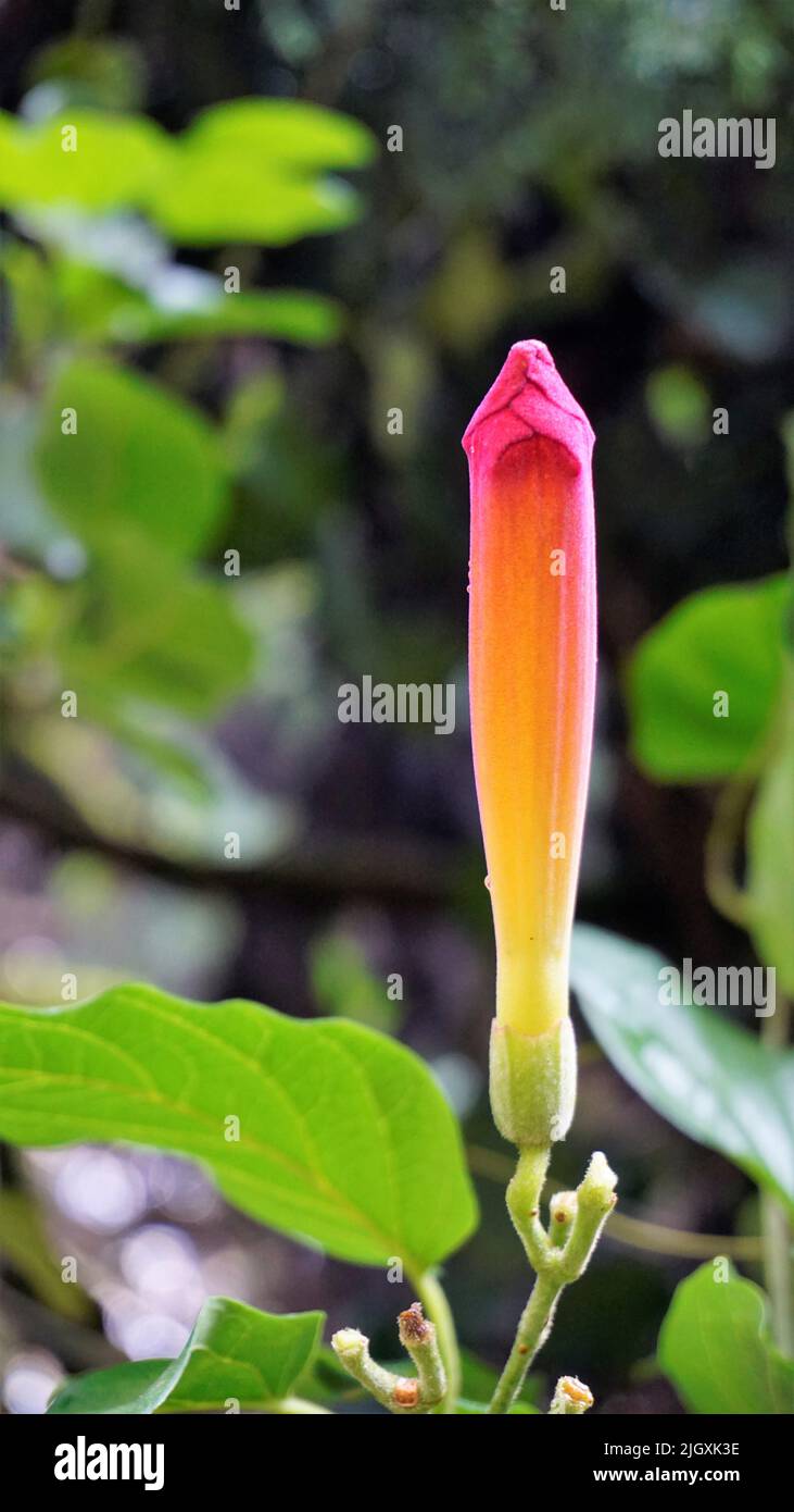 Gros plan de belles fleurs et bourgeons d'Amphilophium buccinatorium également connu sous le nom de fleur de sang mexicaine, trompette etc. Plante de vigne utilisée pour décorer le toit. Banque D'Images