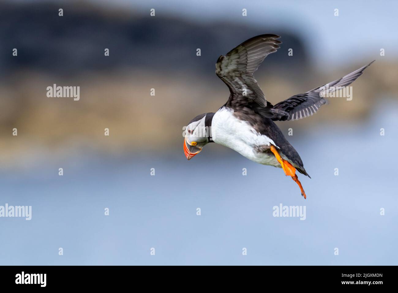 Puffin en vol au-dessus de l'île de Lunga, Écosse, Royaume-Uni Banque D'Images