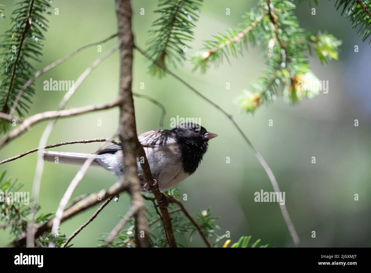 junco aux yeux sombres, assis sur une branche en vue de l'extérieur, près de Poets Cove, en Colombie-Britannique Banque D'Images
