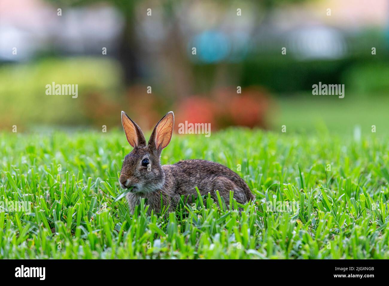 petit lapin assis et mangeant sur l'herbe d'une communauté résidentielle. Banque D'Images