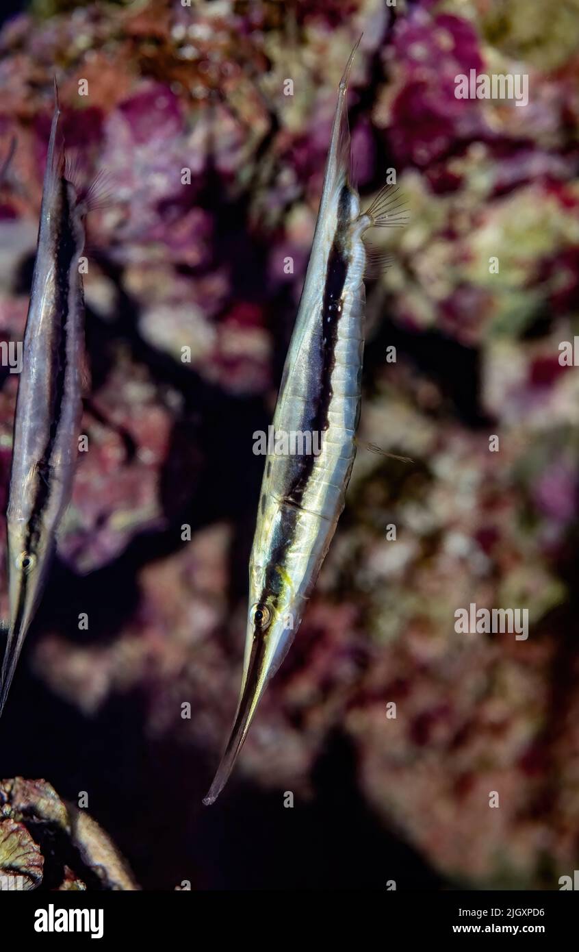 Aeoliscus strigatus, également Razorfish, Razorfish joint et Coral Shrimpfish. Trouvé dans les eaux côtières de l'Indo-West Pacific Banque D'Images