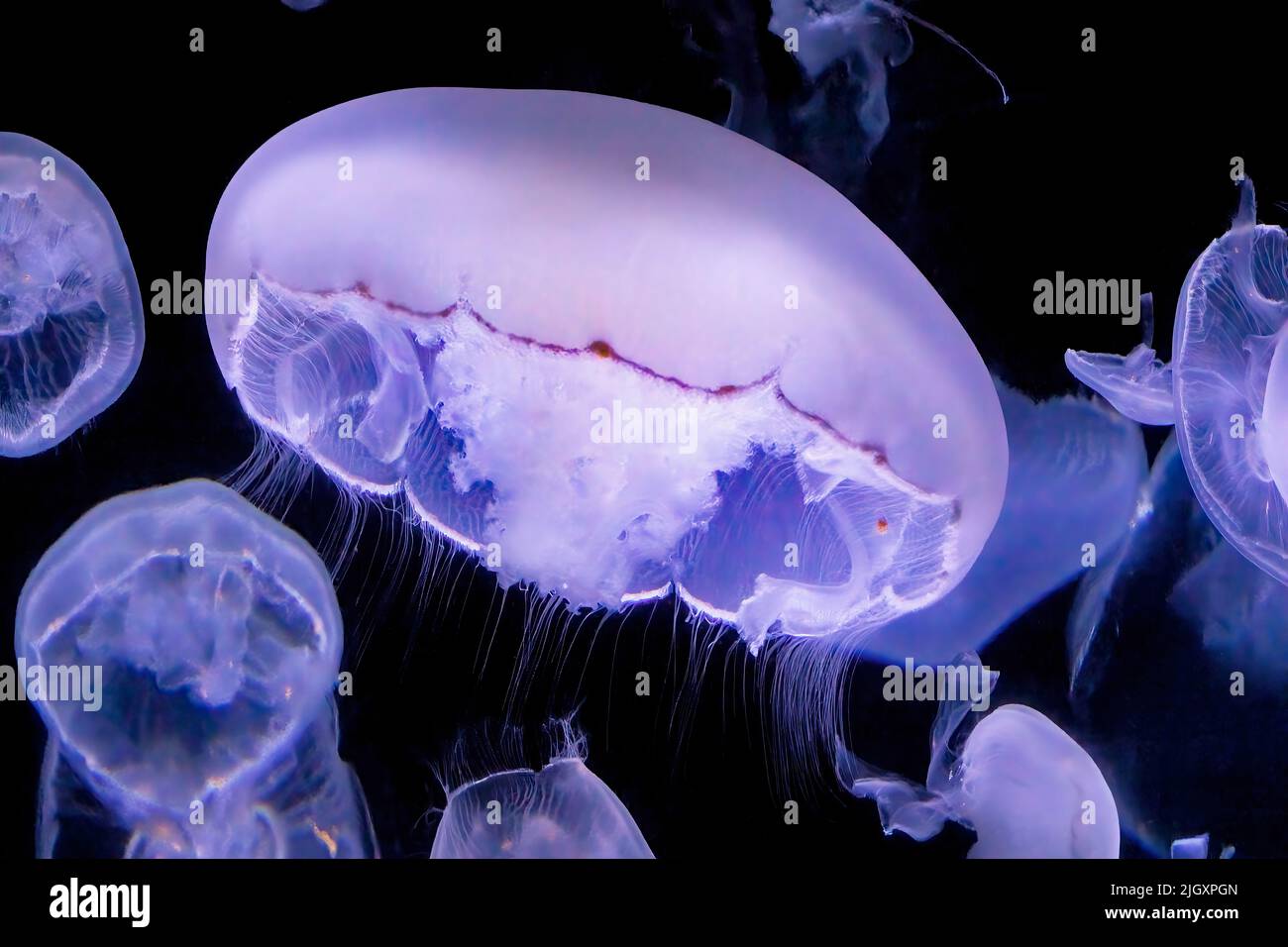 Méduse commune, Aurelia aurita, méduse lunaire, gelée lunaire ou gelée soucoupe Banque D'Images