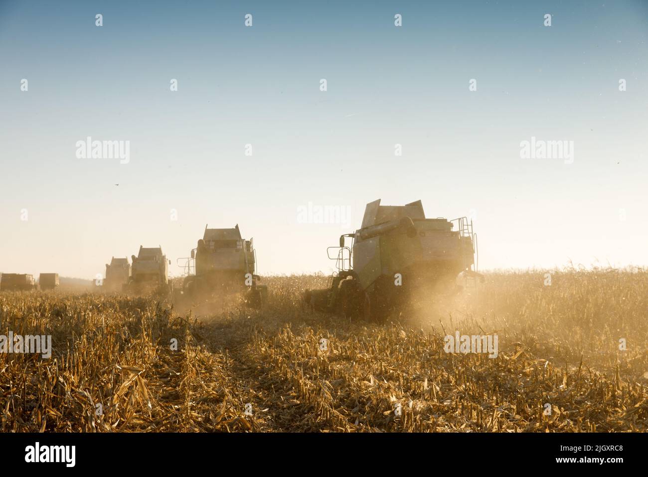 Récolte de maïs de la moissonneuse-batteuse. Image de l'industrie agricole. Banque D'Images