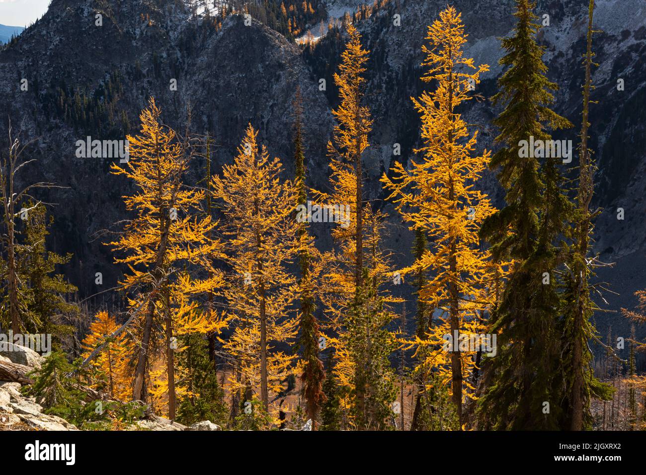 WA21705-00...WASHINGTON - les mélèzes alpins pendant la saison d'automne dans les montagnes Entiat avec la montagne du 5 juillet servant de goutte d'eau. Banque D'Images