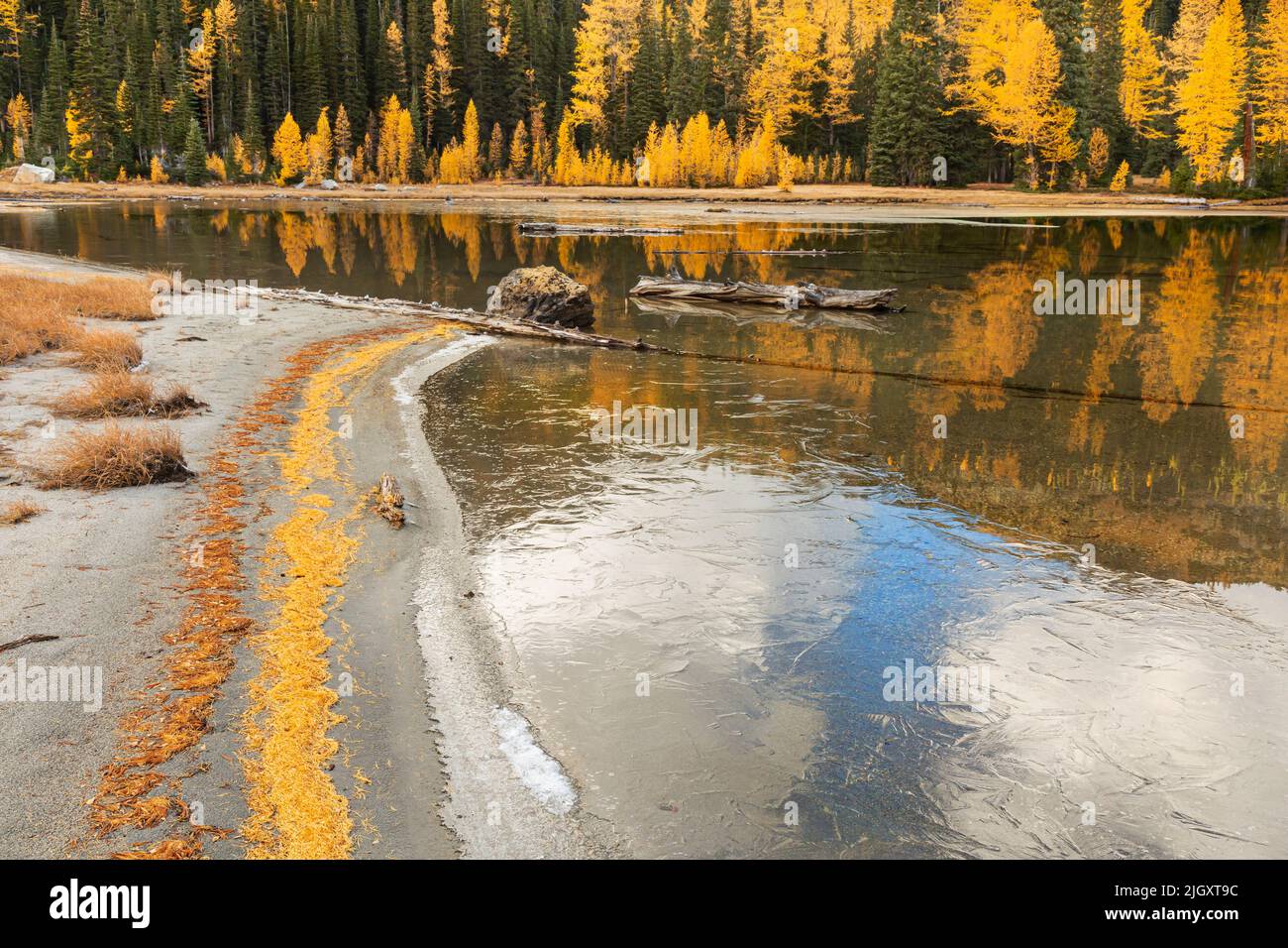 WA21727-00...WASHINGTON - les mélèzes alpins, aux couleurs éclatantes de l'automne, entourent le lac Larch dans la région sauvage de Glacier Peak. Banque D'Images