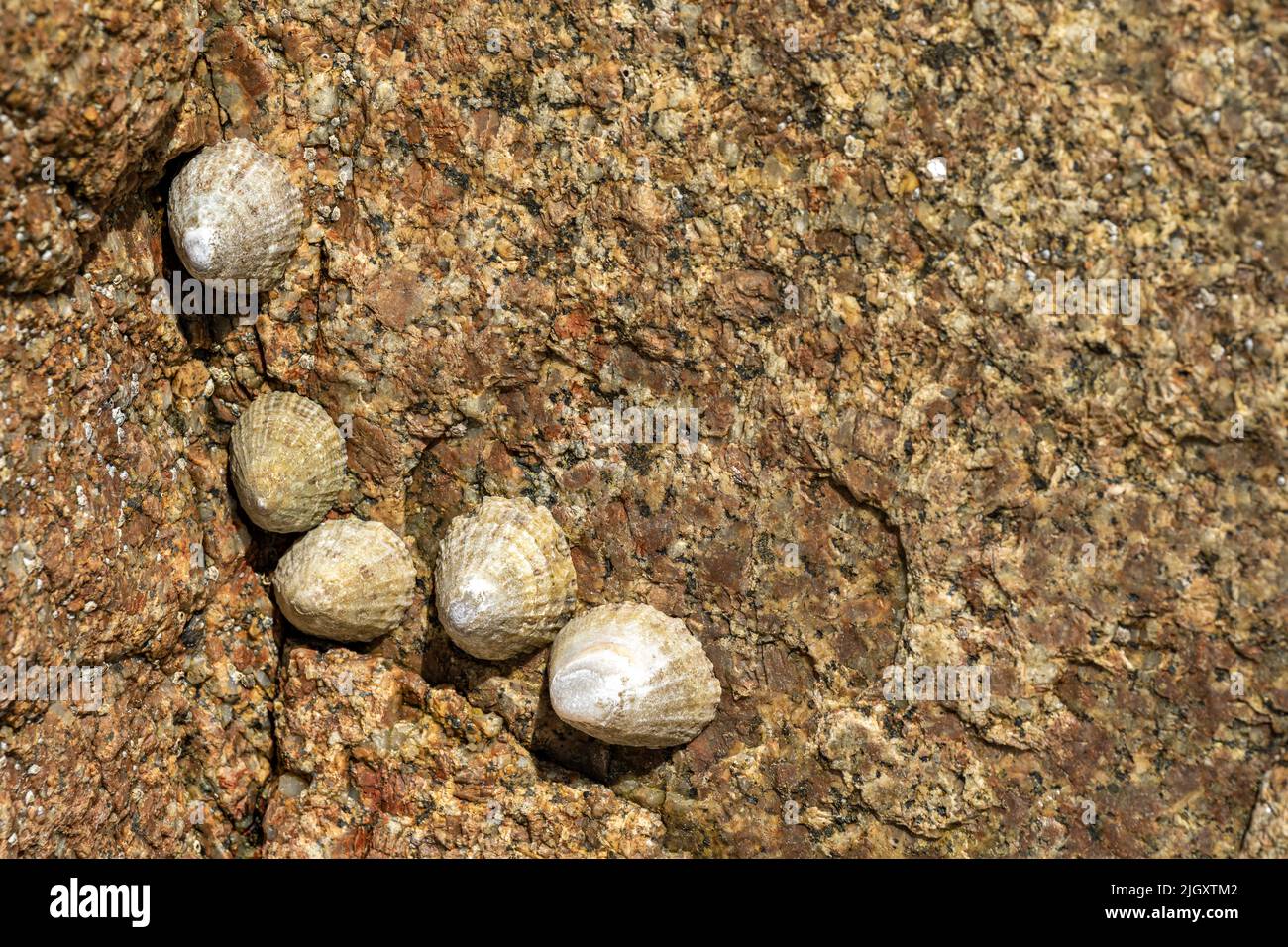 Animaux de compagnie. Un escargot aquatique coincé sur un rocher sur la côte britannique à marée basse. Banque D'Images