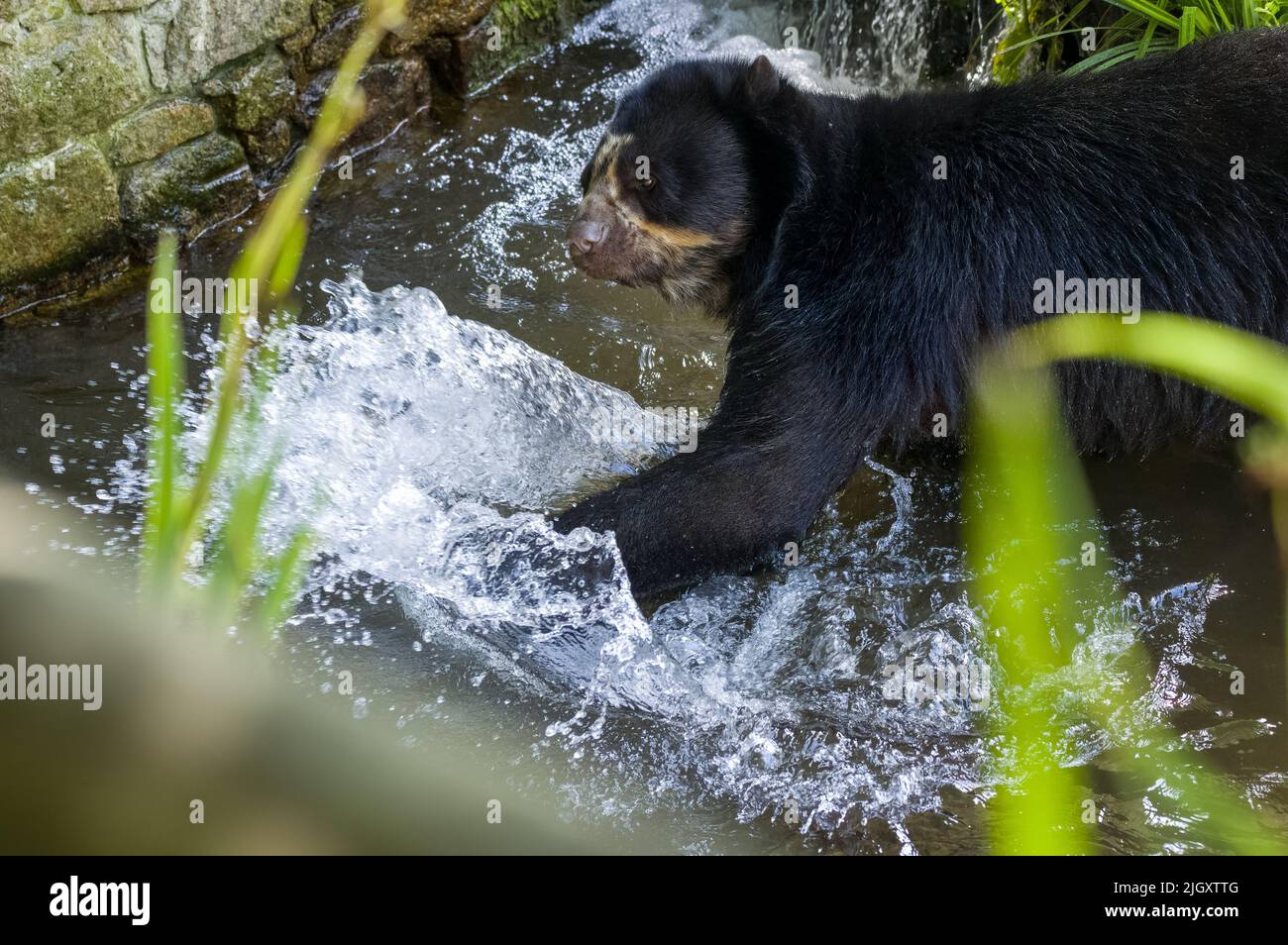 Un ours andin captif, également connu comme un ours spectaculaire jouant dans l'eau au zoo. Banque D'Images