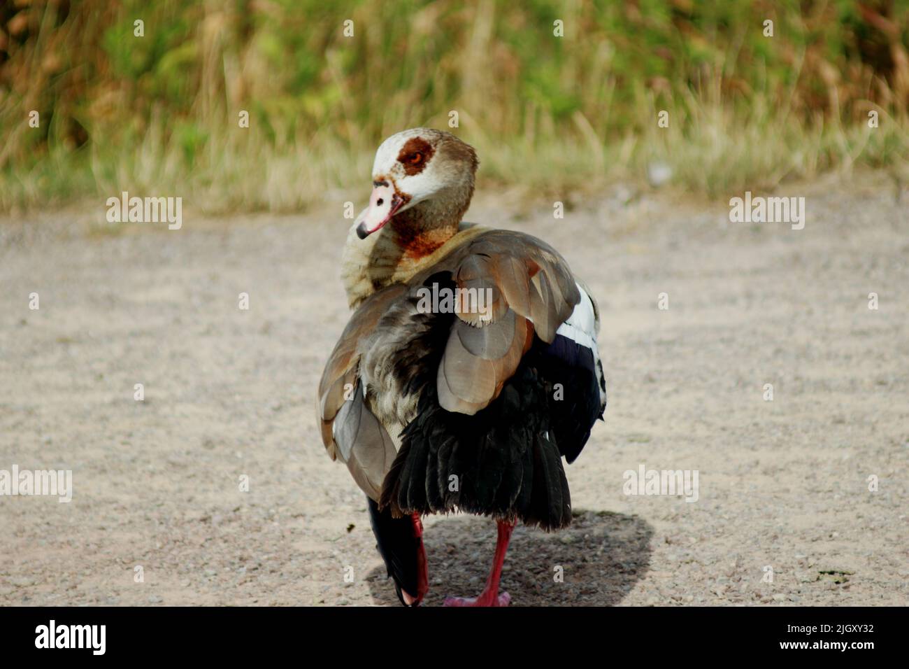 Un oiseau de canard d'oie égyptien Banque D'Images