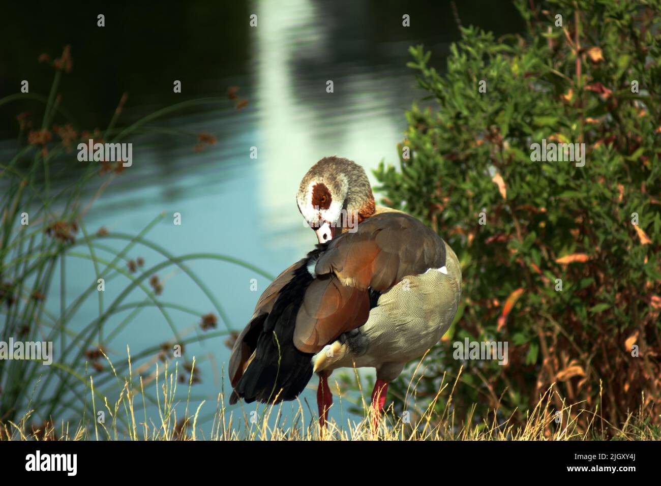 Un oiseau de canard d'oie égyptien Banque D'Images