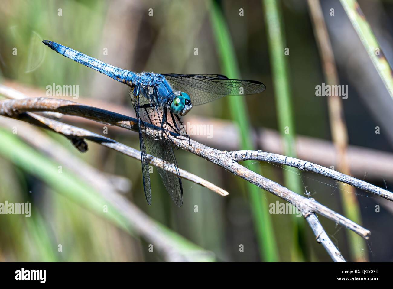 Dasher bleu (Pachydipax longipennis) Dragonfly Banque D'Images