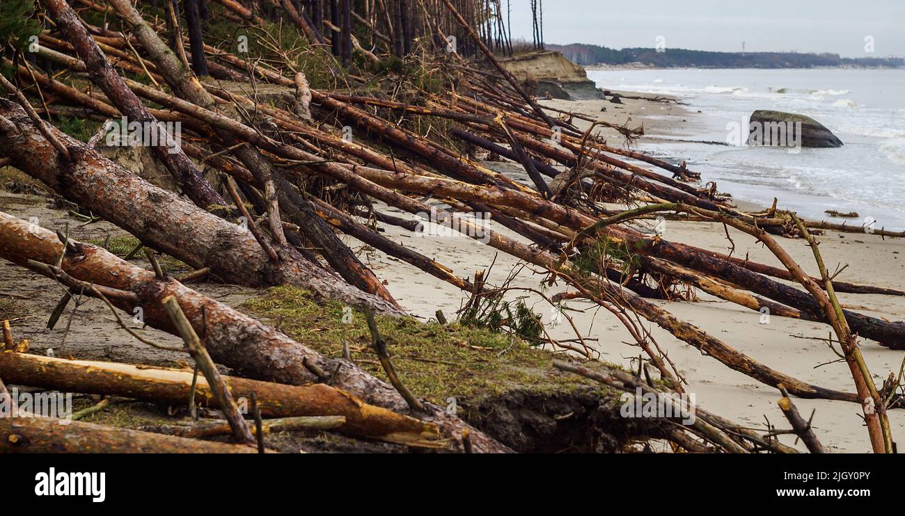 La dévastation après la tempête. Conséquences de la tempête de mer. Les côtes se sont effondrées. Forêt endommagée tombée. Banque D'Images