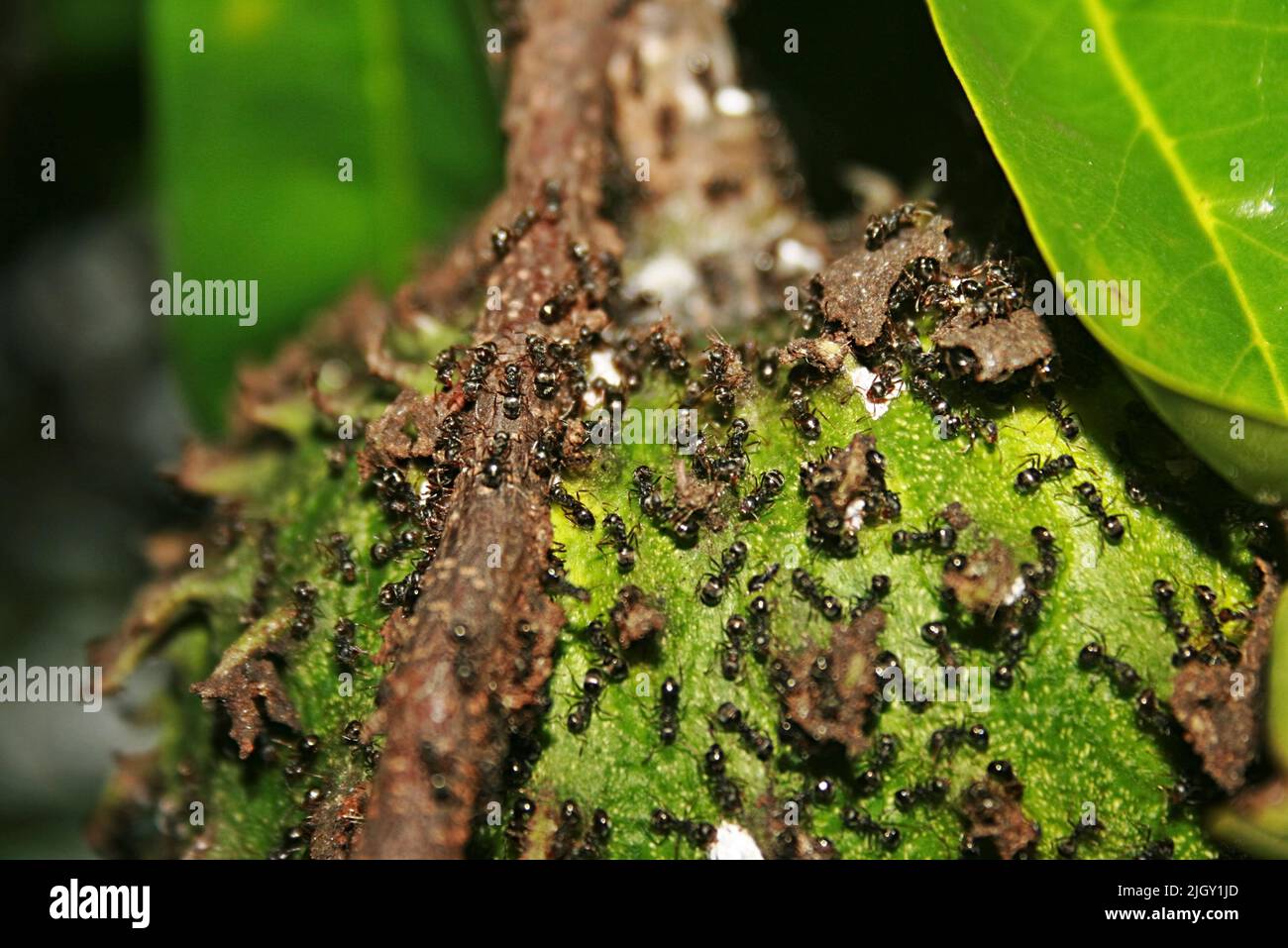Arbre fruitier insecte nuisible Banque de photographies et d’images à — free download