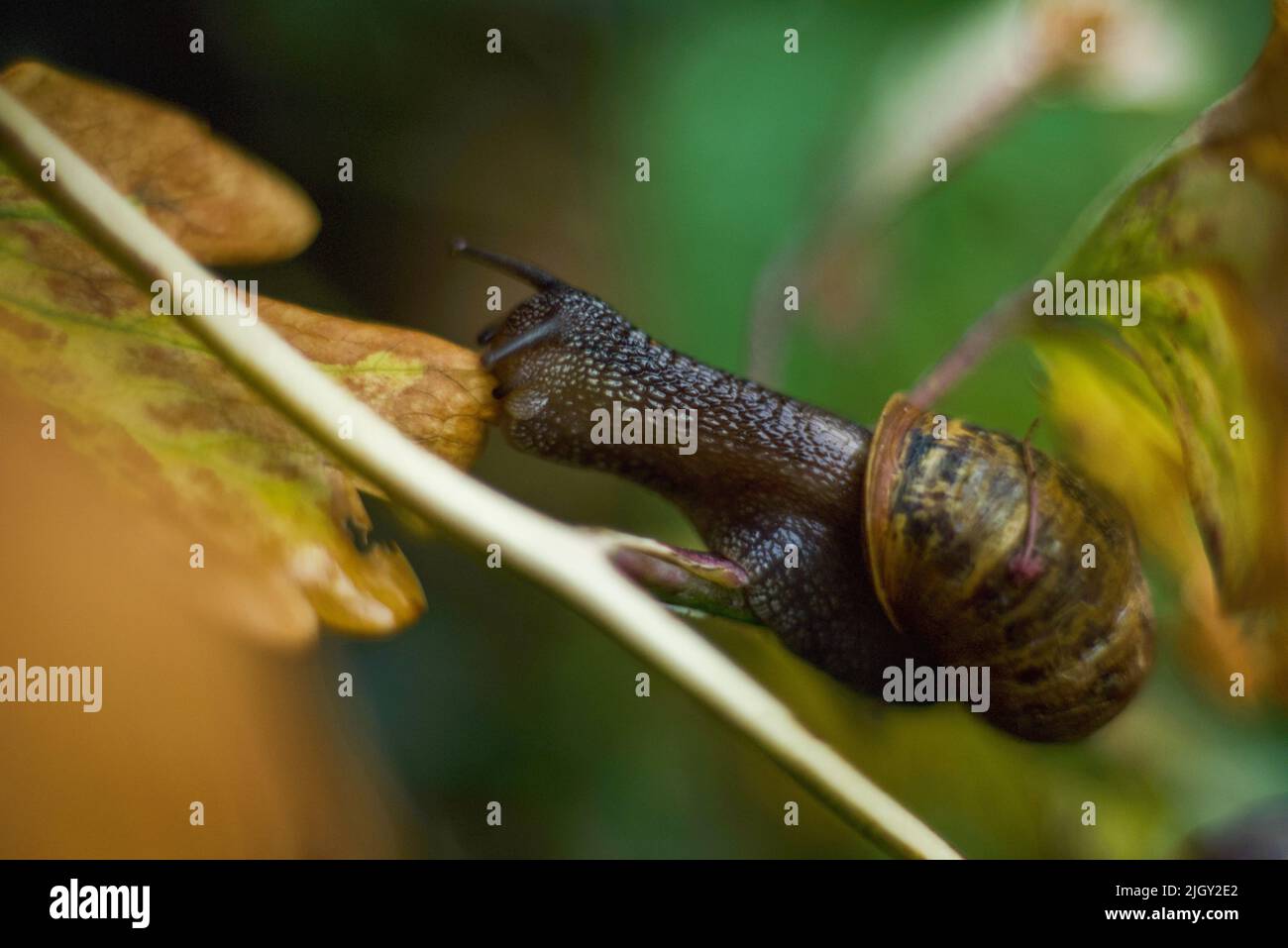 escargot de jardin (macro) manger le plomb sur une branche Banque D'Images