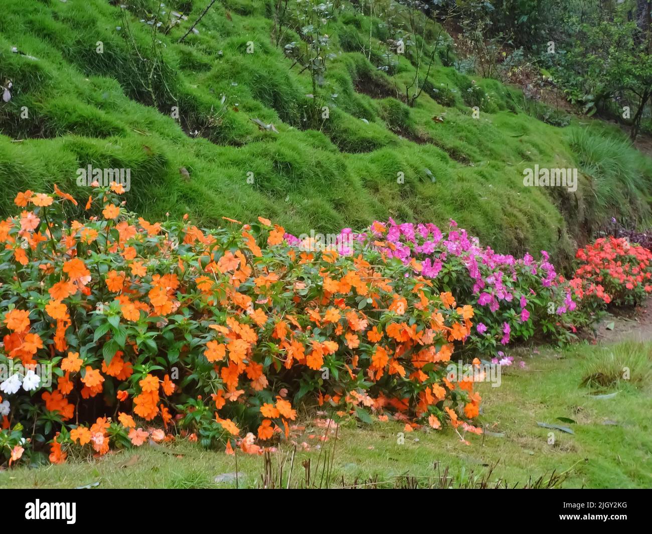 Une belle vue de fleurs colorées appelées Guinée Impatiens cultivés dans le parc contre fond vert. Il est également appelé Impatiens hawkeri. Banque D'Images