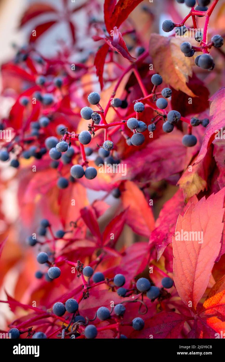 Gros plan de la clôture des feuilles du Creeper de raisin sauvage d'automne, saison d'automne colorée Banque D'Images