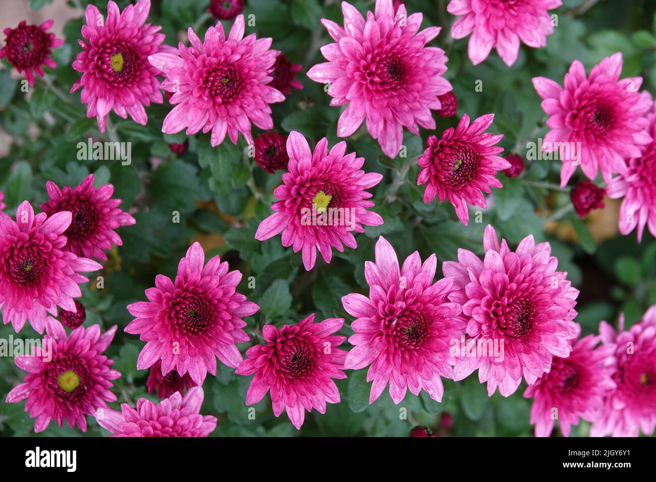 Chrysanthèmes roses avec feuilles vertes Banque D'Images