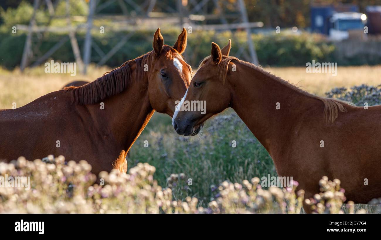 Deux chevaux de baie se nouent ensemble dans un étalage d'affection sous la lumière chaude de la fin de l'après-midi dans un champ de graminées sèches. Faible profondeur de champ. Tête et Banque D'Images
