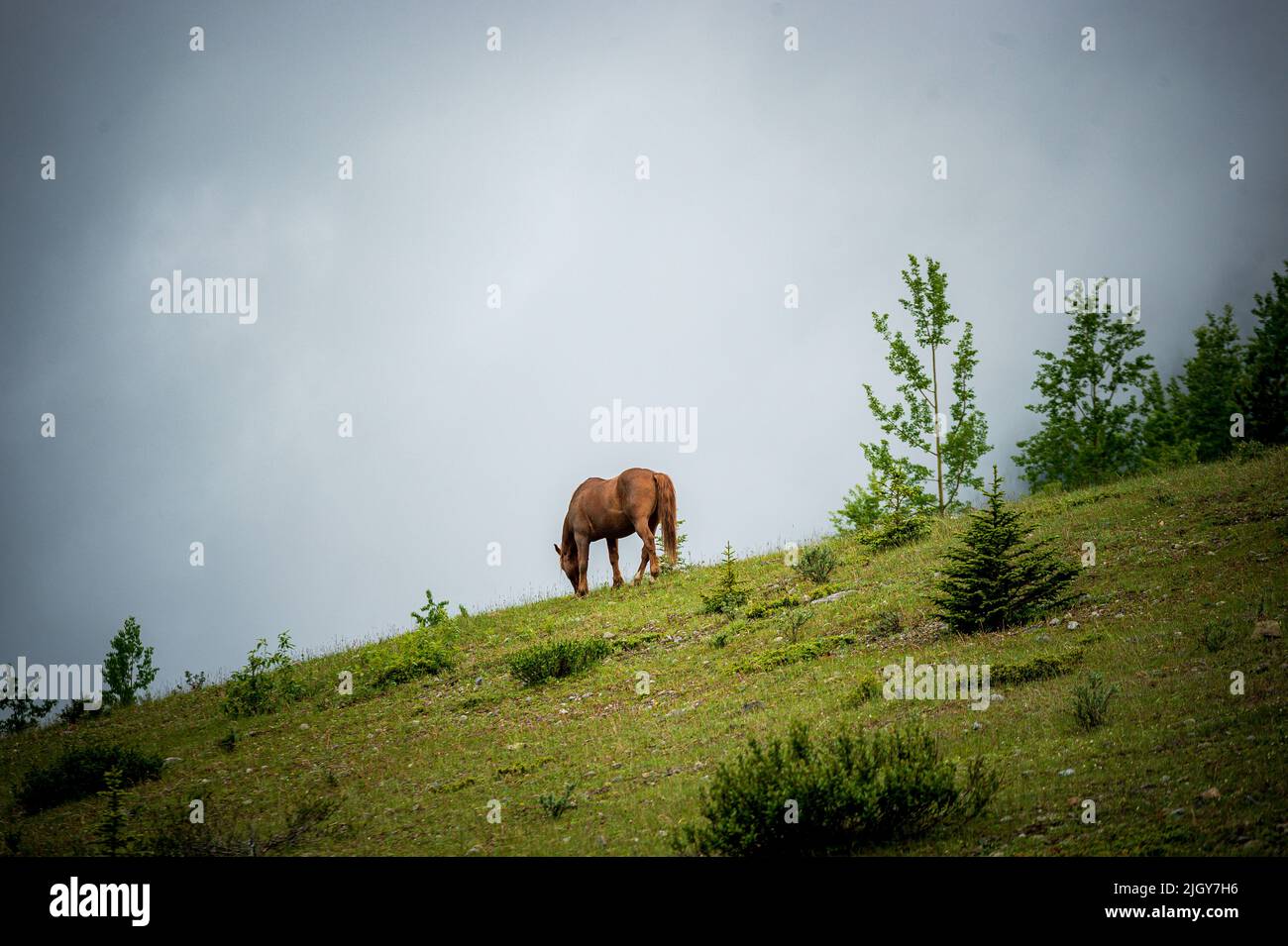 Chevaux sauvages dans le parc provincial de l'Alberta Banque D'Images