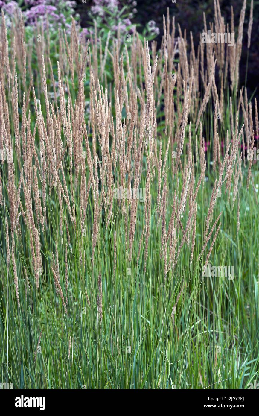 Herbe de roseau de plumes (Calamagrostis x acutiflora 'Stricta'). Un des hybrides entre Calamagrostis epigejos et Calamagrostis arundinacea Banque D'Images
