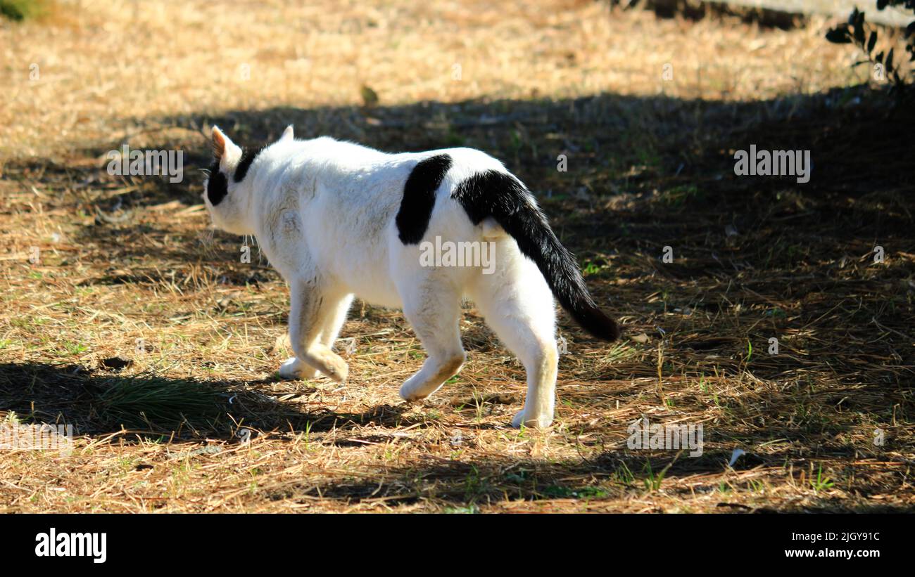 Vue arrière d'un chat errant marchant sur l'herbe dans un parc d'hiver Banque D'Images