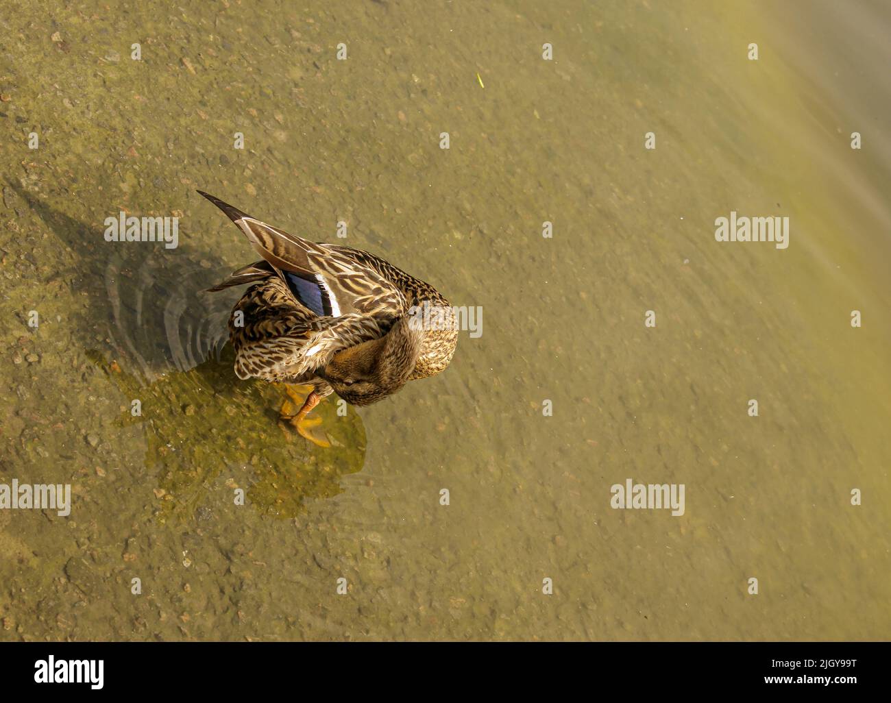 Le canard colvert nage dans l'étang. Le canard flotte dans la rivière et recherche de la nourriture. Migration des oiseaux migrateurs. Comportement animal dans la nature. Banque D'Images