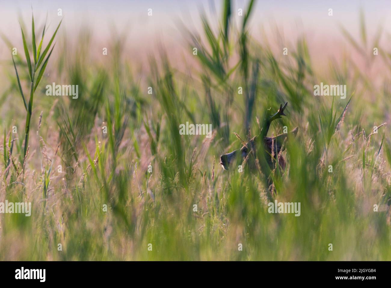 Tête d'un roebuck dans le roseau au soleil du matin Banque D'Images