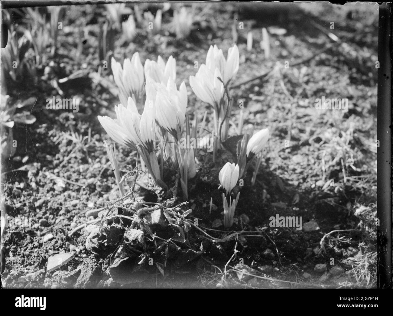 Fleur, Suède. Fleur, Suède Banque D'Images