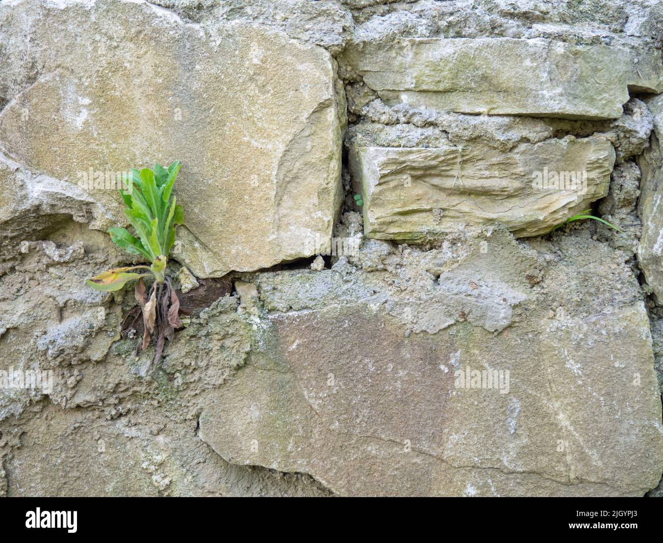plante sur mur de pierre. Les plantes poussent sur un vieux mur de