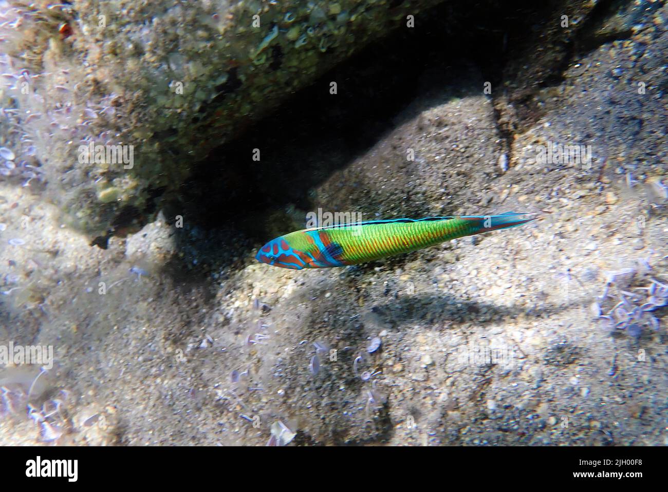 Poisson de wrasse vert à la mer Méditerranée - Thalassoma pavo Banque D'Images