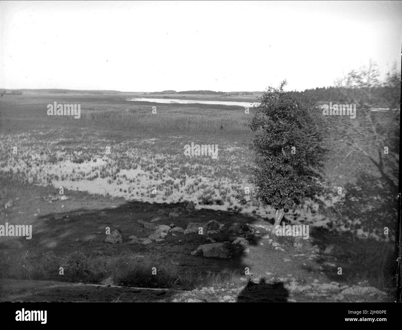 Végétation de la plage à Garnsviken près de Sigtuna, Uppland octobre 1927. Végétation de la plage à Garnsviken près de Sigtuna, Uppland octobre 1927 Banque D'Images