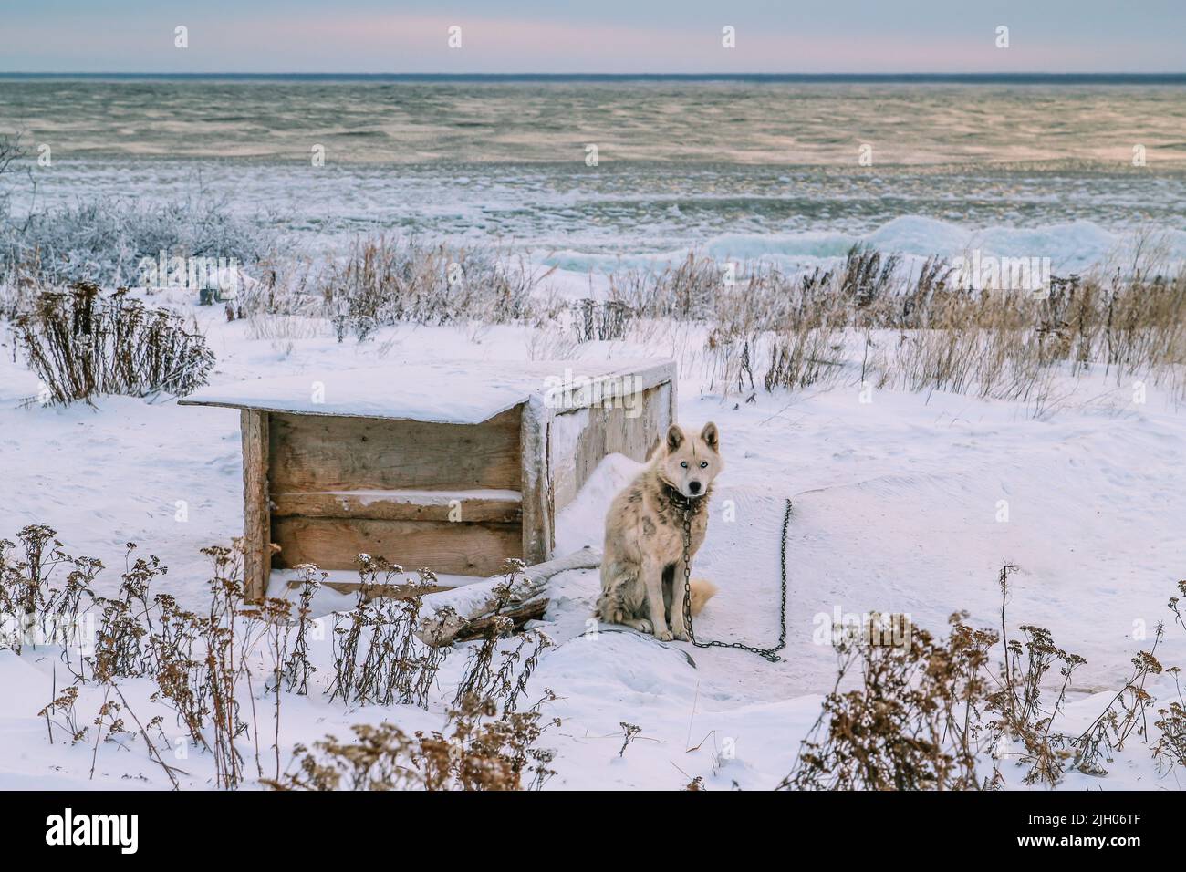 Chien Husky blanc enchaîné à la maison de chien en hiver, le long de la rive du lac Great Bear, dans la communauté nord de Deline, Territoires du Nord-Ouest, Canada Banque D'Images
