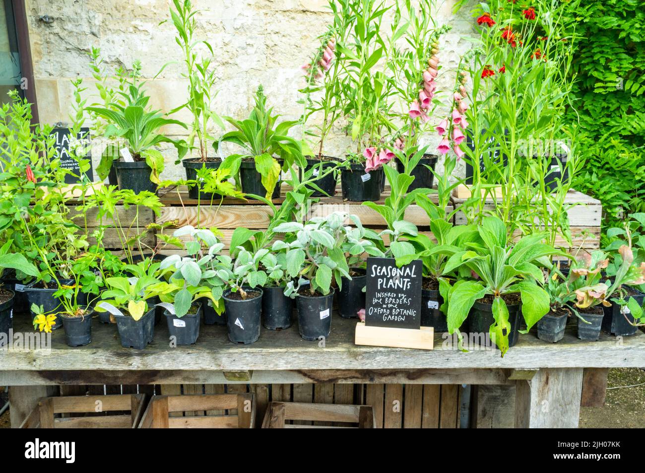 Plantes à vendre, Oxford Botanic Garden, Oxford, Royaume-Uni 2022 Banque D'Images