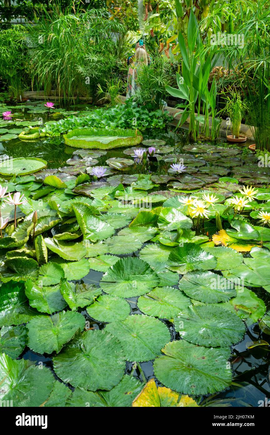 Greenhouse Pond, Oxford Botanic Garden, Oxford, Royaume-Uni 2022 Banque D'Images
